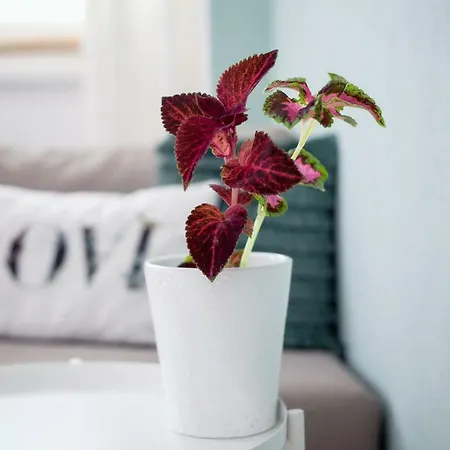 Cozy Nest بيت للعطل نيكيتي